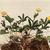 Potentilla canadensis