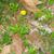 Potentilla canadensis