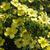 Potentilla fruticosa