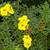 Potentilla fruiticosa