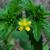 Potentilla recta