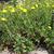 Potentilla recta