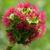 Poterium sanguisorba