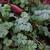 Poterium sanguisorba