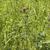Poterium sanguisorba