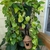 Houseplant view