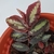 Potted plant with creeping stem and mottled leaves. Form
