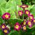 Primula obconica