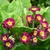 Dark red flowers with yellow centers