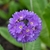 Bluish flowers of Primula denticulata
