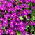 Primula vulgaris
