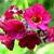 Primula anisodora