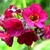 Deep pink flowers of Primula anisodora