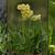 Primula auricula