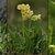Yellow flowers above the leaves