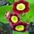 Dark red flowers with a yellow center