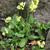 Primula elatior