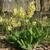 Primula elatior