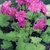 Flowers nd leaves of Primula heucherifolia
