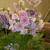 Primula obconica