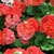 Red flowers