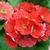Reddish flower