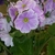 Violet flowers