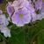 Primula obconica