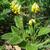Primula veris