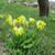 Primula veris