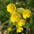 Primula veris