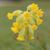 Primula veris