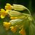 Primula veris