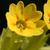 Primula veris