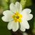 Primula vulgaris