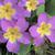 Primula vulgaris