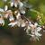 Prunus americana