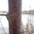 Prunus americana