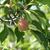 Prunus americana