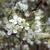 Prunus angustifolia