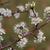 Prunus angustifolia