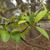 Prunus angustifolia