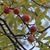Prunus angustifolia