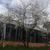 Prunus angustifolia