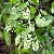 Carolina Cherry Laurel Flowers
