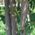 Prunus caroliniana