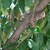 Prunus caroliniana