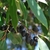 Prunus caroliniana