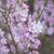 Prunus glandulosa