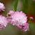Prunus glandulosa